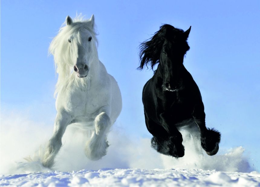 Fototapeta na zeď FTN M 2691, Černý a bílý kůň, Koně, 155 x 110 cm, AG Design