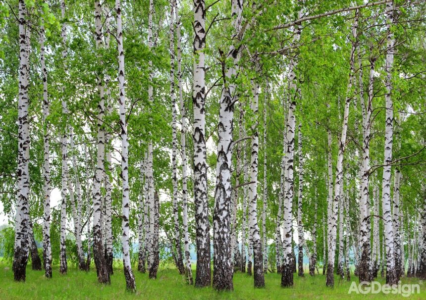 Vliesová fototapeta na zeď-les, stromy, příroda, břízy-  FTNS 2448, 360 x 270 cm, AG Design