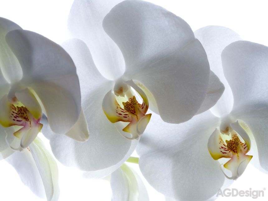 Vliesová fototapeta na zeď - FTN XXL 0466, Bílá orchidej, 360 x 270 cm, AG Design 