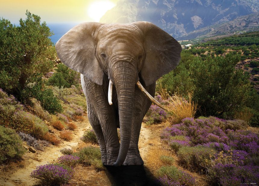 Fototapeta na zeď FTN M 2671, Slon, 155 x 110 cm, AG Design