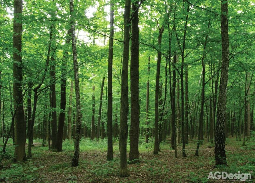 Fototapeta na zeď FTN M 2656, Les, 155 x 110 cm, AG Design