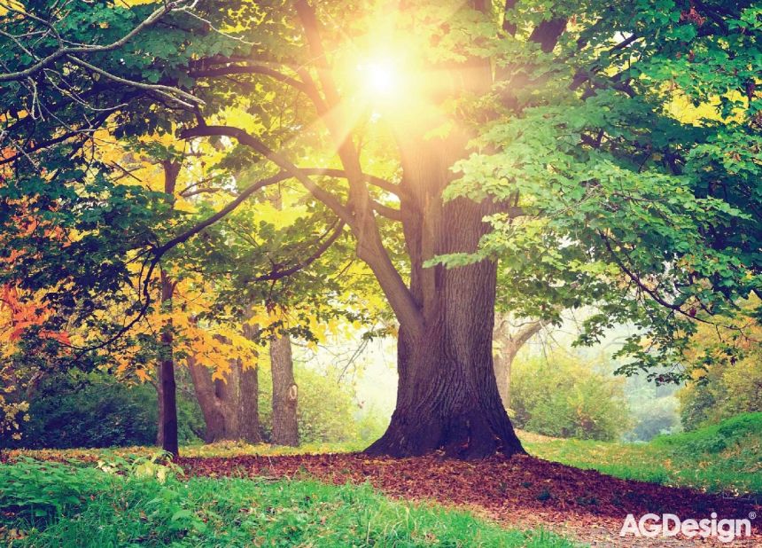 Fototapeta na zeď FTN M 2657, Strom, Les, 155 x 110 cm, AG Design