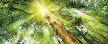 Vliesová obrazová tapeta Slunce v korunách stromů 44111, 250 x 104 cm, Photomurals, Vavex
