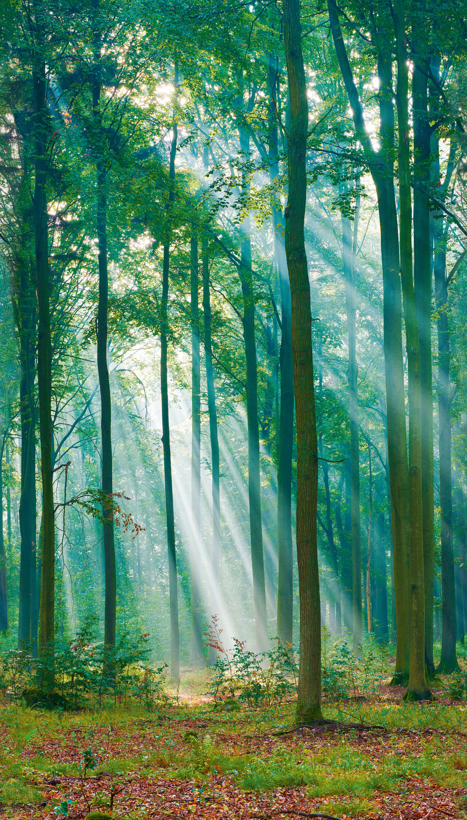 Vliesová fototapeta na zeď, Prosluněný les, ML6301, Mural Young Edition, Grandeco