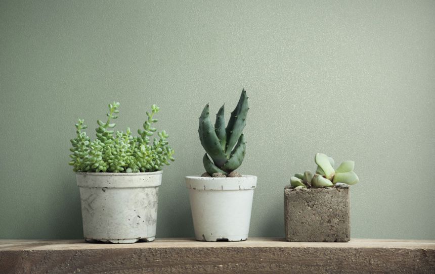 Vliesová tapeta na zeď, zelená, 82522, Naomi, Novamur