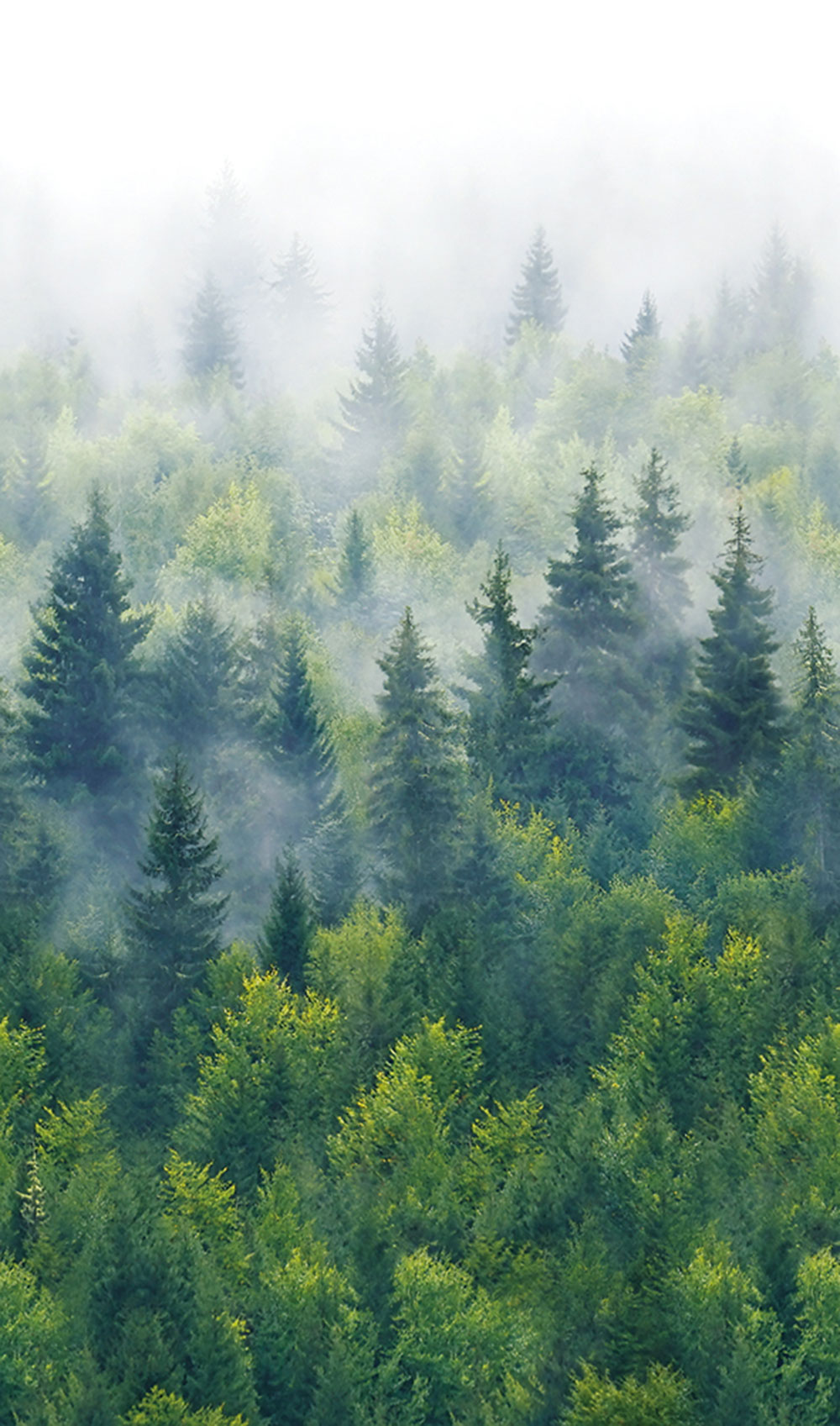 Vliesová fototapeta na zeď, zelená, stromy, les, 96453, Naomi, Novamur