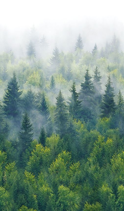 Vliesová fototapeta na zeď, zelená, stromy, les, 96453, Naomi, Novamur