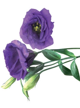 Dekorace samolepicí 0105, Cous cous, Lisianthus