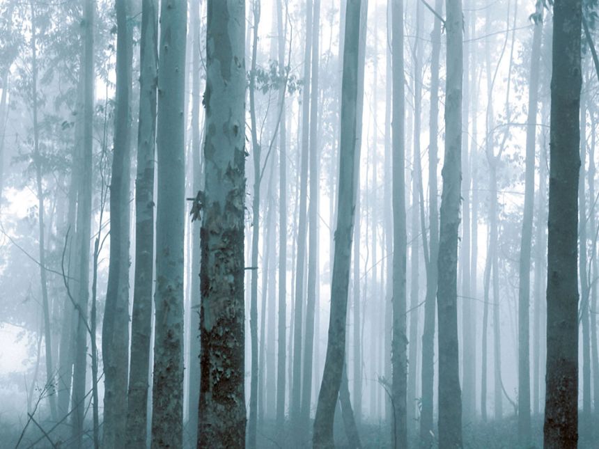 Vliesová obrazová tapeta Les 309144, 372x280cm, Wallpower Favorites, Eijffinger