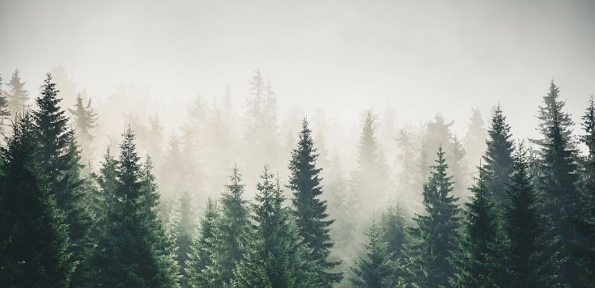 Fototapety na míru, Jehličnatý les, 10185, Vavex
