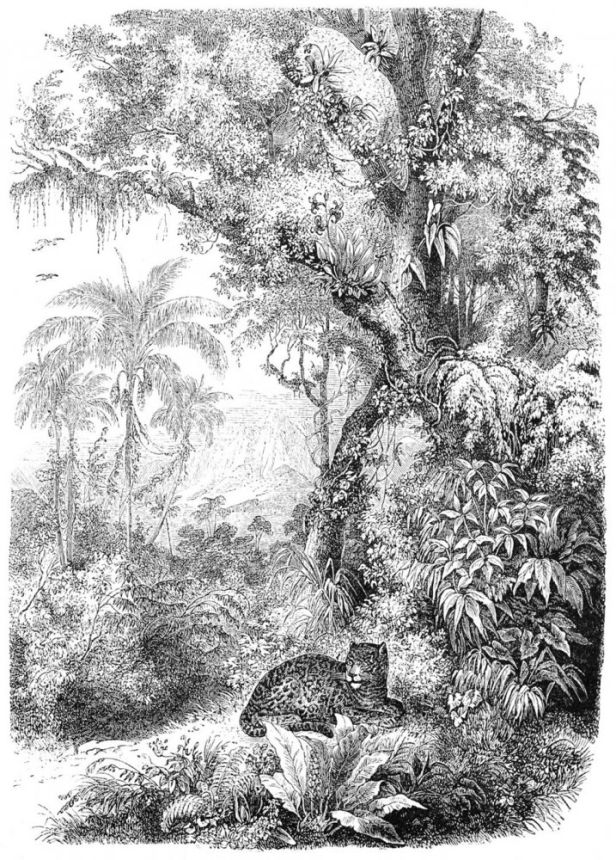 Vliesová černobílá obrazová tapeta - leopard v džungli - 158945, 200x279cm, Paradise, Esta