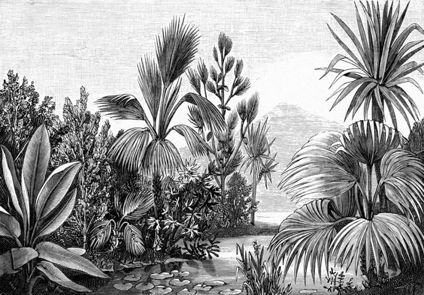 Vliesová černobílá obrazová tapeta - džungle, palmy 158953, 350x279cm, Paradise, Esta